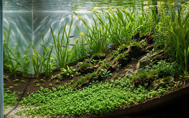 How Deep Should Aquarium Substrate Be for Plants?